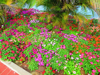 flowers in the garden