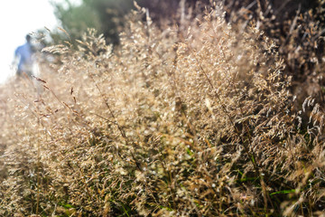 Wheat (New Zealand)