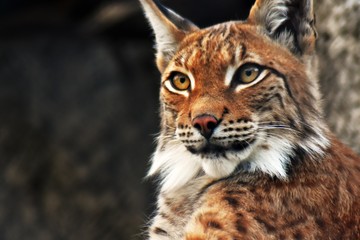 Naklejka na ściany i meble Lynx kynz adulp animal