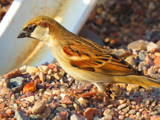bird on the beach