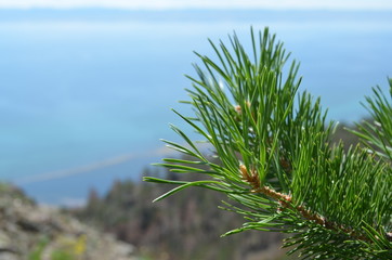 Some macro of pain tree 