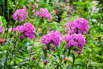 Purple garden Phlox closeup on green foliage background