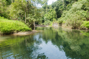 Wild nature Near Waterfall  forest prolific ,in Phang Nga National Park, Thailand