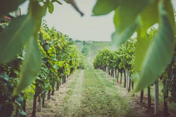 Foto op Plexiglas rows in vineyard © katarinagondova