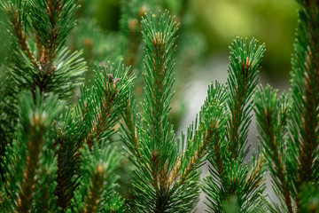 Young branches ate on a blurred background.