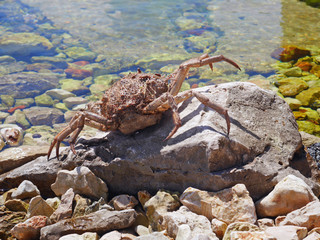 crab on the beach