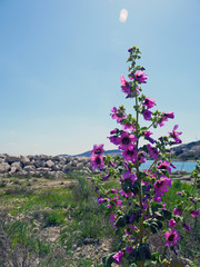 flowers on background of blue sky