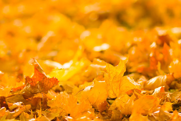 Yellow leaves on the ground. Autumn pattern with fallen leaves. Golden leaves in autumn park. Autumn loneliness. Blurred background