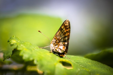 Obraz na płótnie Canvas Butterfly on a green leaf in nature habitat