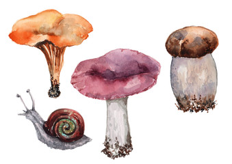 A set of four separate items. Grape snail and three mushrooms, purple russula, orange chanterelle, boletus.
