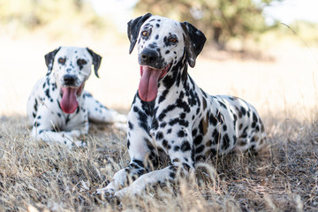 Dalmatian dog in the field happy
