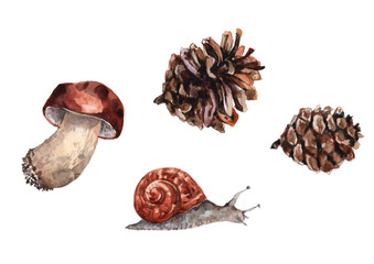 Boletus mushroom, grape snail and two pine cones. Watercolor on white background.