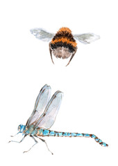 Flying bumblebee and blue frostbite. Watercolor on white background.