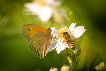 Butterfly on a green leaf in nature habitat