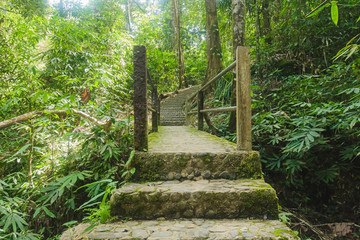 Walk to the waterfall nature forest prolific ,in Phang Nga National Park, Thailand