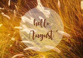 Hello August greeting on a golden grass in the light of sunset sun background. Summer concept. Selective focus. © svf74