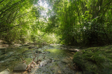 Fototapeta na wymiar Wild nature Near Waterfall forest prolific ,in Phang Nga National Park, Thailand