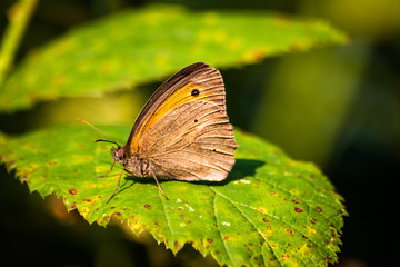 Butterfly on a green leaf in nature habitat