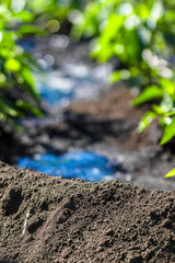 Natural background, bokeh. Soil in the light of the sun in spring in the garden. Fresh green vegetation on ground background. Ecology