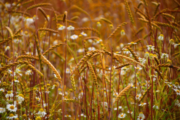 reifes Dinkelfeld  bio