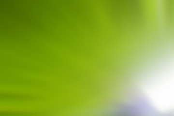 Blur green leaves coconut texture background nature tone at phuket Thailand