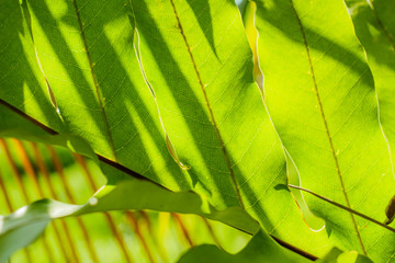 Green leaves texture background nature tone at phuket Thailand