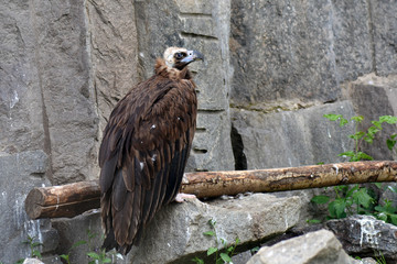 Griffon vulture wild bird portrait