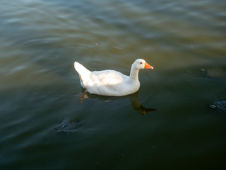 Obraz premium white goose bird swims in pond