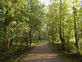 Oak alley in the summer park, beautiful green trees