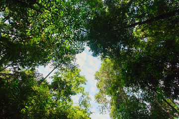 Text area background Bottom boskage  forest Near Waterfall Natural forest prolific ,in Phang Nga National Park, Thailand