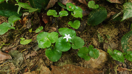 Natural forest prolific ,in Phang Nga National Park, Thailand
