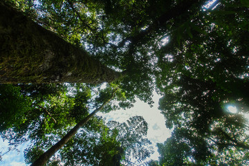 Fototapeta premium Text area background Bottom boskage forest Near Waterfall Natural forest prolific ,in Phang Nga National Park, Thailand