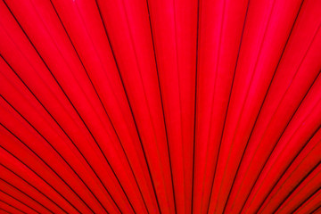 Green leaves sugar palm leaf texture background nature tone red at phuket Thailand