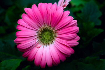Close-up of a pink gerbera flower on a dark background