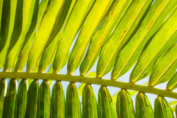 Green leaves coconut texture background nature tone at phuket Thailand