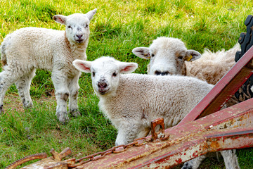 Obraz premium Lamb, animal world, sheep - A sheep mother and her two dear lamb babies on the green pasture, with Wittelsberg in the Ebsdorfergrund in Germany with Marburg.
