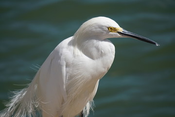A Florida Snowy Egret in water