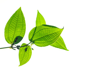 Obraz premium Green leaves,Flat lay are texture Nature background creative tropical layout made at phuket Thailand