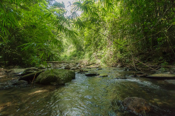 Naklejka na ściany i meble Wild nature Near Waterfall forest prolific ,in Phang Nga National Park, Thailand