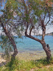 Fototapeta na wymiar tree on the shore of a lake