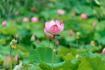 Pink lotus in summer green lotus leaves