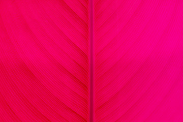 Red leaves texture background nature tone at phuket Thailand