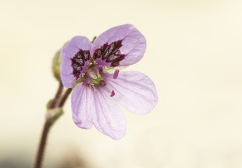 Erodium cheilanthifolium wild mountain geranium with a delicate purple-pink color on a green background, diffused and light filtered