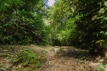 Wild nature Near Waterfall  forest prolific ,in Phang Nga National Park, Thailand