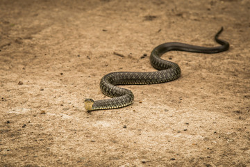 the snake basks on the road on a warm summer day