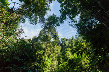 Text area background Bottom boskage  forest Near Waterfall Natural forest prolific ,in Phang Nga National Park, Thailand