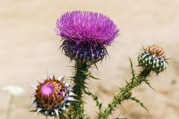 Carduus flower, Greece