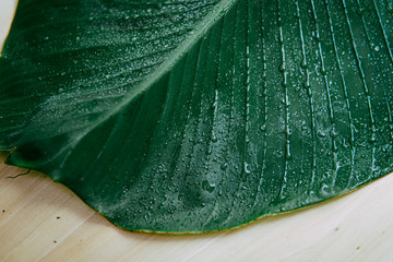 Banana leaves are fresh green with water droplets