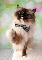 Blue Eyed Ragdoll Breed Cat Sitting with Paw Up Wearing Bow Tie
