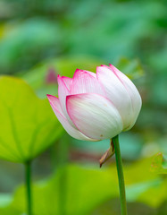 Pink lotus in summer green lotus leaves